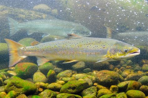 european fish|Top 5 Most Popular Fish in Europe: Must.